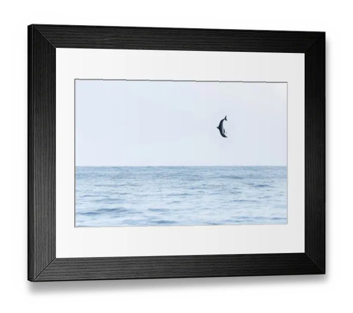 Framed Print : Spinner dolphin (Stenella longirostris) leaping exceptionally high into the air, Sri Lanka Framed Print : Spinner dolphin (Stenella longirostris) leaping exceptionally high into the air, Sri Lanka