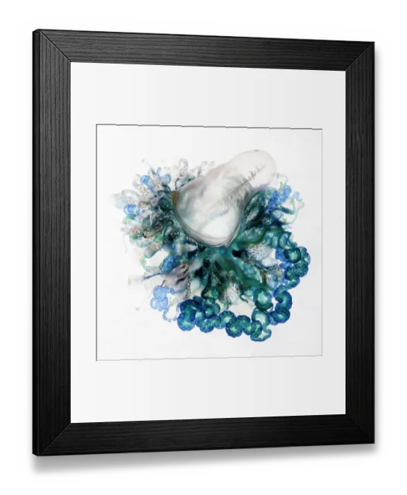 Framed Print : Top-down view of an Indo-Pacific Portuguese Man-of-War (Physalia utriculus). This is one of many thousands that were part of a mass stranding in South Africa. Atlantic ocean Framed Print : Top-down view of an Indo-Pacific Portuguese Man-of-War (Physalia utriculus). This is one of many thousands that were part of a mass stranding in South Africa. Atlantic ocean