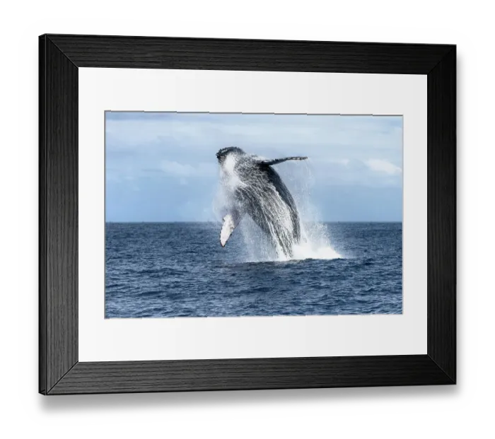 Framed Print : Southern humpback whale (Megaptera novaeangliae australis) breaching. Vava'u, Tonga, South Pacific Framed Print : Southern humpback whale (Megaptera novaeangliae australis) breaching. Vava'u, Tonga, South Pacific