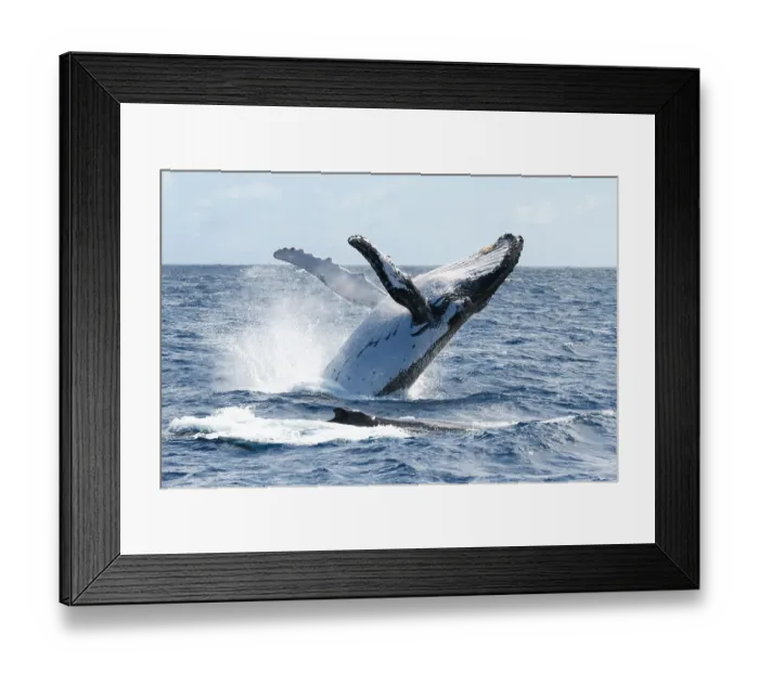 Framed Print : Humpback whale (Megaptera novaeangliae australis) female breaching. Vava'u, Tonga. Pacific Ocean Framed Print : Humpback whale (Megaptera novaeangliae australis) female breaching. Vava'u, Tonga. Pacific Ocean