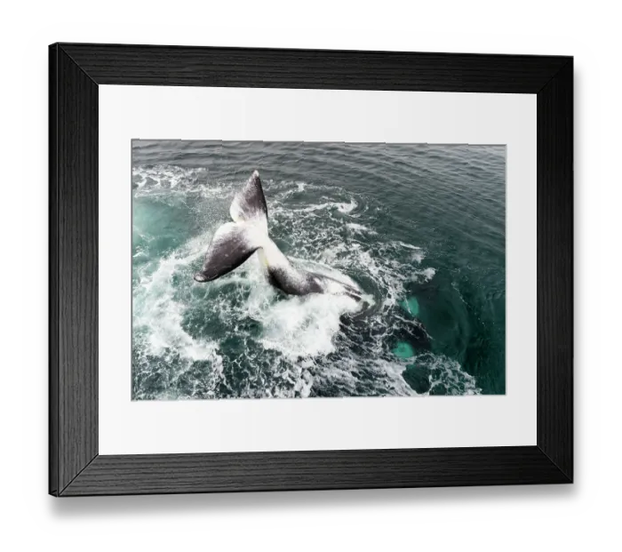 Framed Print : Bowhead whale (Balaena mysticetus) tail slapping, Sea of Okhotsk, Russia