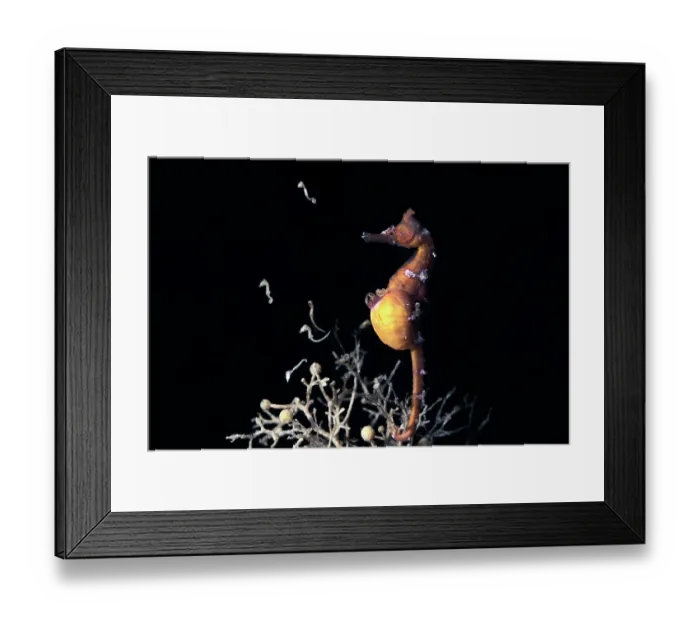 Framed Print : Male Korean seahorse (Hippocampus haema) giving birth. Kumamoto Prefecture, Kyushu, Japan Framed Print : Male Korean seahorse (Hippocampus haema) giving birth. Kumamoto Prefecture, Kyushu, Japan