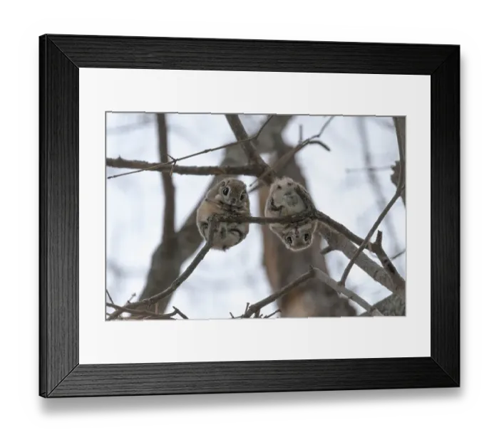 Framed Print : Pair of Japanese dwarf flying squirrels (Pteromys volans orii) during the reproductive season, on branch nlooking down, Hokkaido, Japan. The female is on the left, male right Framed Print : Pair of Japanese dwarf flying squirrels (Pteromys volans orii) during the reproductive season, on branch nlooking down, Hokkaido, Japan. The female is on the left, male right