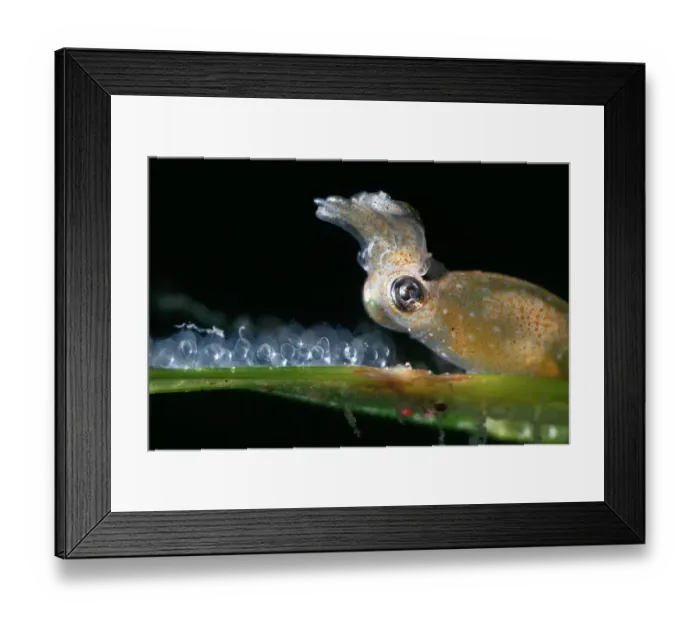Framed Print : Female Northern pygmy squid (Idiosepius paradoxus) preparing to lay another egg on a blade of eelgrass (Zostera marina), Yamaguchi Prefecture, Japan Framed Print : Female Northern pygmy squid (Idiosepius paradoxus) preparing to lay another egg on a blade of eelgrass (Zostera marina), Yamaguchi Prefecture, Japan