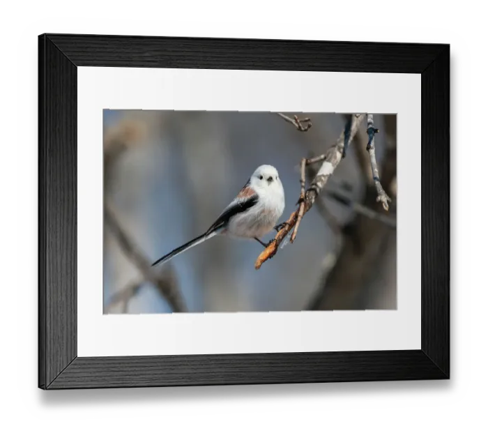 Framed Print : Long-tailed tit (Aegithalos caudatus) with winter plumage, Hokkaido, Japan Framed Print : Long-tailed tit (Aegithalos caudatus) with winter plumage, Hokkaido, Japan