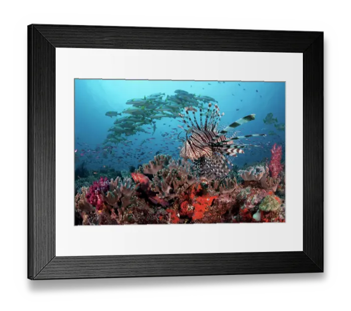 Framed Print : Lionfish (Pterois volitans) patrolling the edge of Suzie's Bommie, a healthy reef and popular dive site accessible from Lololata Island Resort near Port Moresby, Coral Sea, Papua New Guinea Framed Print : Lionfish (Pterois volitans) patrolling the edge of Suzie's Bommie, a healthy reef and popular dive site accessible from Lololata Island Resort near Port Moresby, Coral Sea, Papua New Guinea