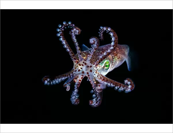 Mimika bobtail squid (Euprymna morsei), Hokkaido, Japan, Pacific Ocean