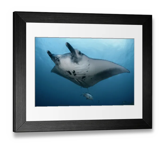 Framed Print : Reef manta ray (Mobula alfredi) swimming with a Twinspot snapper (Lutjanus bohar), Okinawa, Japan, Pacific Ocean Framed Print : Reef manta ray (Mobula alfredi) swimming with a Twinspot snapper (Lutjanus bohar), Okinawa, Japan, Pacific Ocean