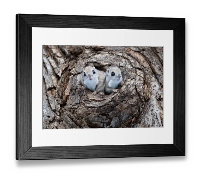 Framed Print : Pair of Siberian flying squirrel (Pteromys volans orii) sharing nest in tree hole in preparation for reproductive season. Hokkaido, Japan. March Framed Print : Pair of Siberian flying squirrel (Pteromys volans orii) sharing nest in tree hole in preparation for reproductive season. Hokkaido, Japan. March