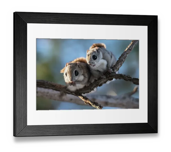 Framed Print : Pair of Siberian flying squirrel (Pteromys volans orii) emerging from nest early in morning during winter reproductive season. Hokkaido, Japan. March Framed Print : Pair of Siberian flying squirrel (Pteromys volans orii) emerging from nest early in morning during winter reproductive season. Hokkaido, Japan. March