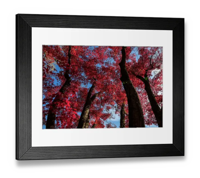 Framed Print : Autumn foliage of Momiji Japanese maple trees (Acer). Kyoto, Japan Framed Print : Autumn foliage of Momiji Japanese maple trees (Acer). Kyoto, Japan