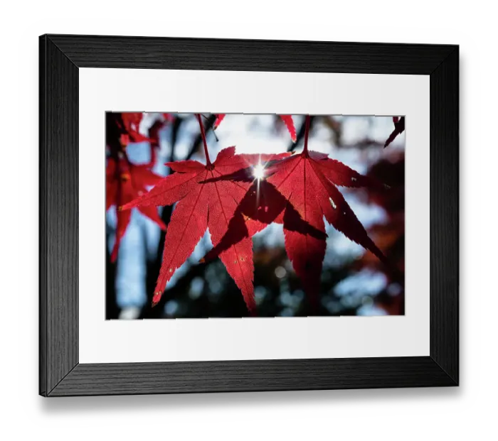 Framed Print : Leaves of Momiji Japanese maple trees (Acer) turning red in autumn. Kyoto, Japan Framed Print : Leaves of Momiji Japanese maple trees (Acer) turning red in autumn. Kyoto, Japan