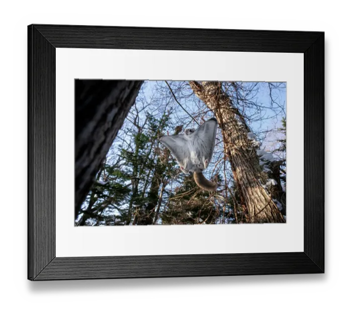 Framed Print : Split-second prior to Siberian flying squirrel (Pteromys volans orii) landing on tree, adjusting its attitude in mid-flight toward relatively vertical position to reduce speed and folding its wings inward Framed Print : Split-second prior to Siberian flying squirrel (Pteromys volans orii) landing on tree, adjusting its attitude in mid-flight toward relatively vertical position to reduce speed and folding its wings inward