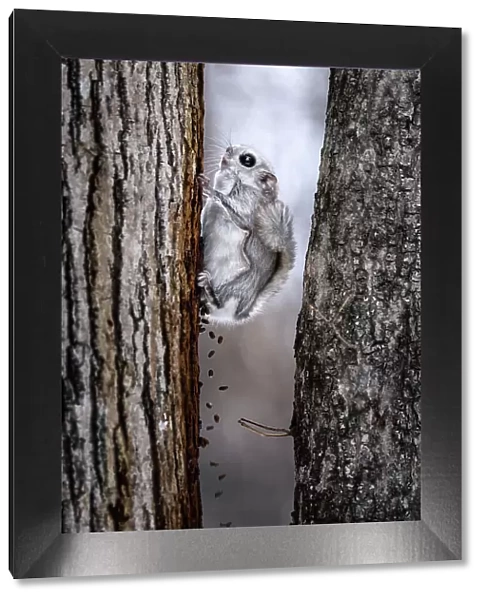 Composite image showing Siberian flying squirrel (Pteromys volans orii) defecating for duration of about twenty seconds after emerging from nest to forage. Hokkaido, Japan. March