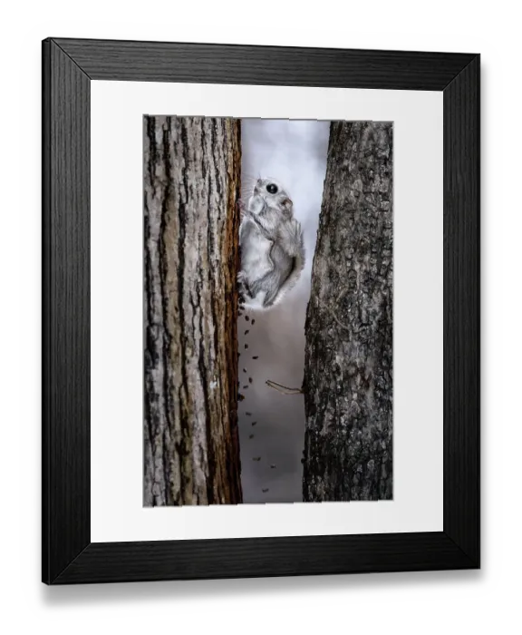 Framed Print : Composite image showing Siberian flying squirrel (Pteromys volans orii) defecating for duration of about twenty seconds after emerging from nest to forage. Hokkaido, Japan. March Framed Print : Composite image showing Siberian flying squirrel (Pteromys volans orii) defecating for duration of about twenty seconds after emerging from nest to forage. Hokkaido, Japan. March