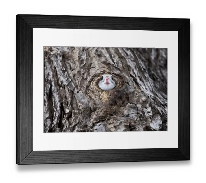 Framed Print : Siberian flying squirrel (Pteromys volans orii) peeking out from its nests prior to exiting. Hokkaido, Japan. March Framed Print : Siberian flying squirrel (Pteromys volans orii) peeking out from its nests prior to exiting. Hokkaido, Japan. March
