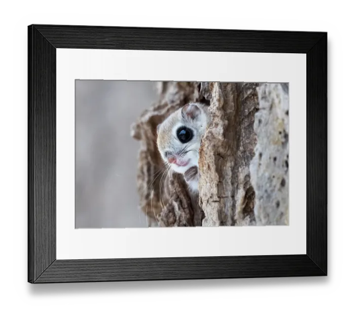Framed Print : Siberian flying squirrel (Pteromys volans orii) peeking out from its nest, just before emerging for evening of foraging in treetops. Hokkaido, Japan. March Framed Print : Siberian flying squirrel (Pteromys volans orii) peeking out from its nest, just before emerging for evening of foraging in treetops. Hokkaido, Japan. March