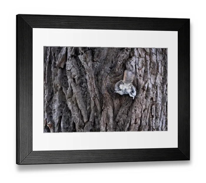 Framed Print : Male Siberian flying squirrel (Pteromys volans orii) attempting to enter nest with female inside during reproductive season but stopped mid-way then rejected. Hokkaido, Japan. March