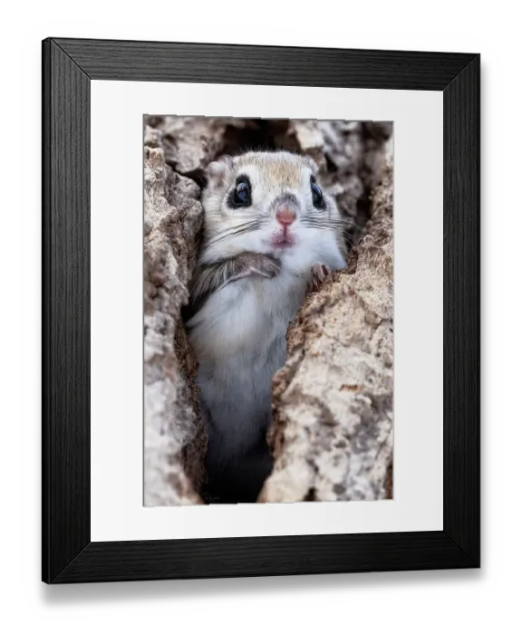 Framed Print : Female Siberian flying squirrel (Pteromys volans orii) sitting at entrance to nest. Hokkaido, Japan. February
