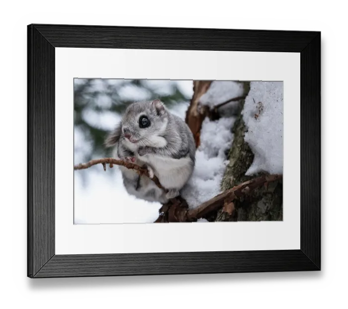 Framed Print : Siberian flying squirrel (Pteromys volans orii) sitting in favorite spot during overcast winter morning. Hokkaido, Japan. February Framed Print : Siberian flying squirrel (Pteromys volans orii) sitting in favorite spot during overcast winter morning. Hokkaido, Japan. February