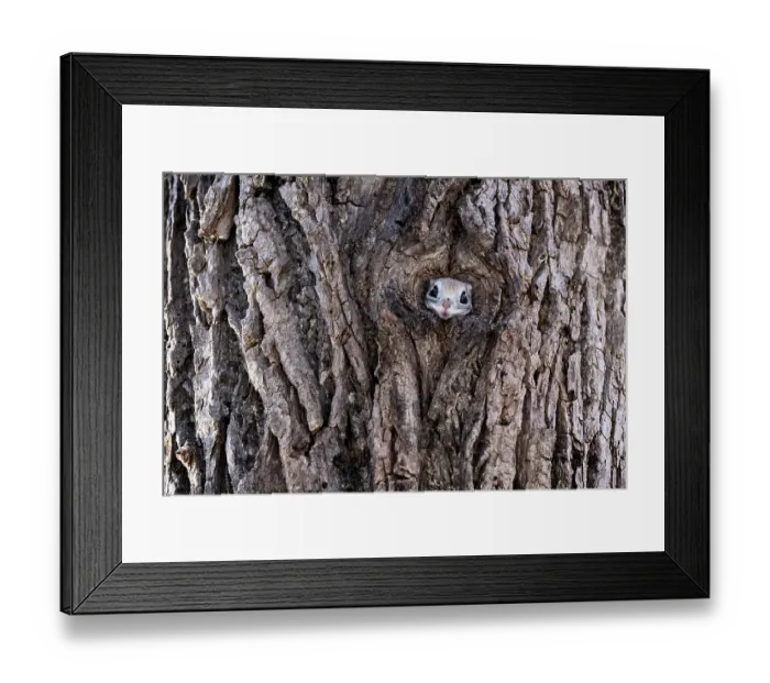 Framed Print : Siberian flying squirrel (Pteromys volans orii) peeking out of entrance of its nest prior to emerging to forage, surveying its surrounding. Hokkaido, Japan. February Framed Print : Siberian flying squirrel (Pteromys volans orii) peeking out of entrance of its nest prior to emerging to forage, surveying its surrounding. Hokkaido, Japan. February