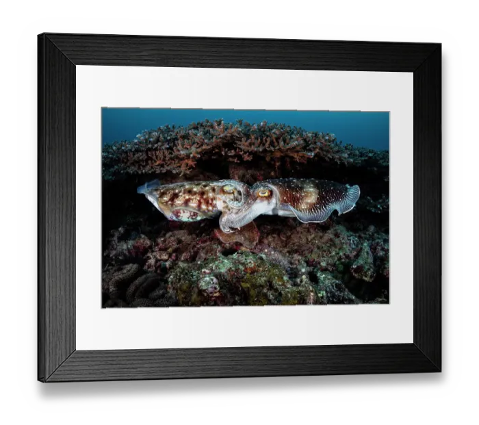 Framed Print : Pair of Broadclub cuttlefish (Sepia latimanus) mating in a coral reef, Kagoshima Prefecture, Japan. Having succeeded in gaining the female's acceptance, the male on the right has wrapped his arms around the female's head Framed Print : Pair of Broadclub cuttlefish (Sepia latimanus) mating in a coral reef, Kagoshima Prefecture, Japan. Having succeeded in gaining the female's acceptance, the male on the right has wrapped his arms around the female's head