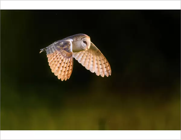 Barn owl (Tyto alba) in flight. Suffolk, UK. June