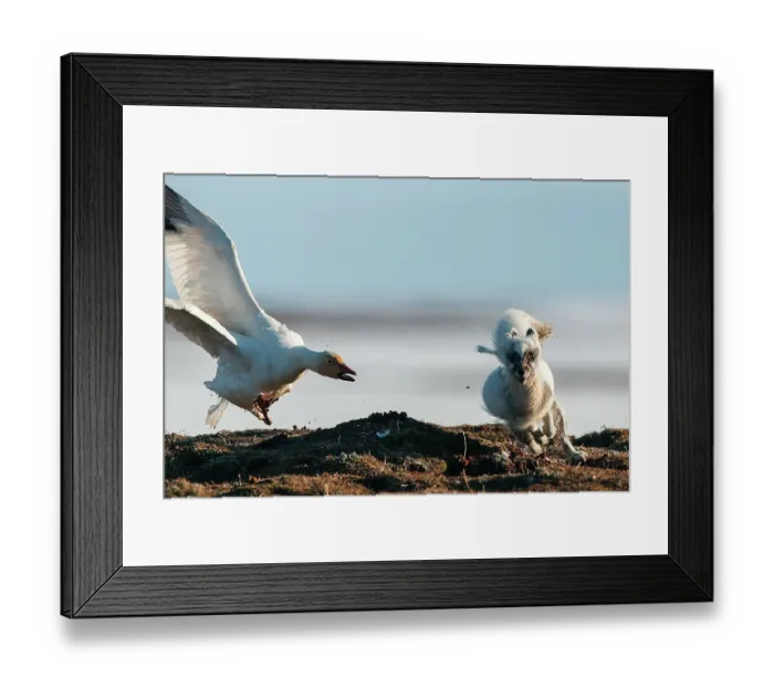 Framed Print : Snow goose (Chen caerulescens) mobbing Arctic fox (Alopex lagopus) Wrangel Island, Far East Russia, June Framed Print : Snow goose (Chen caerulescens) mobbing Arctic fox (Alopex lagopus) Wrangel Island, Far East Russia, June