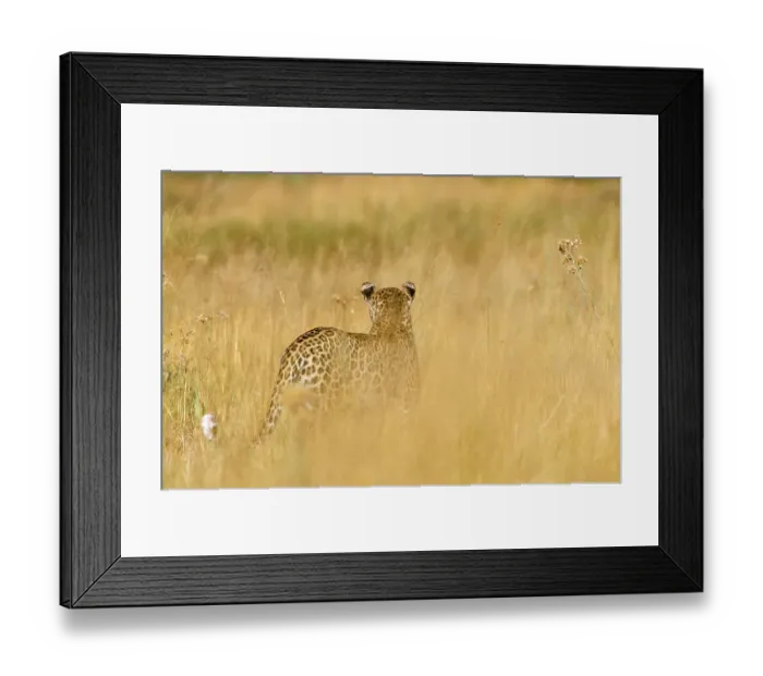 Framed Print : Rear view of Leopard walking in grass {Panthera pardus} Moremi National Park, Botswana Framed Print : Rear view of Leopard walking in grass {Panthera pardus} Moremi National Park, Botswana