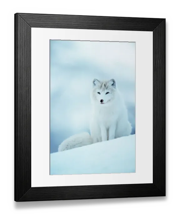 Framed Print : Arctic fox male portrait {Vulpes lagopus} Norway captive Framed Print : Arctic fox male portrait {Vulpes lagopus} Norway captive