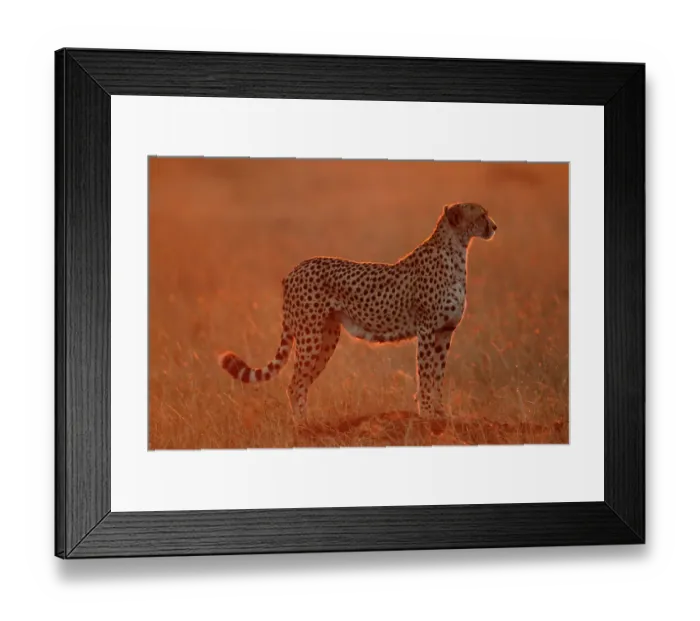 Framed Print : Cheetah at dawn {Acinonyx jubatus} Masai Mara, Kenya Framed Print : Cheetah at dawn {Acinonyx jubatus} Masai Mara, Kenya
