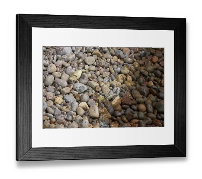 Framed Print : Grey seal (Halichoerus grypus) on stone beach, yawning, Saltee Islands, County Wexford, Ireland, May Framed Print : Grey seal (Halichoerus grypus) on stone beach, yawning, Saltee Islands, County Wexford, Ireland, May