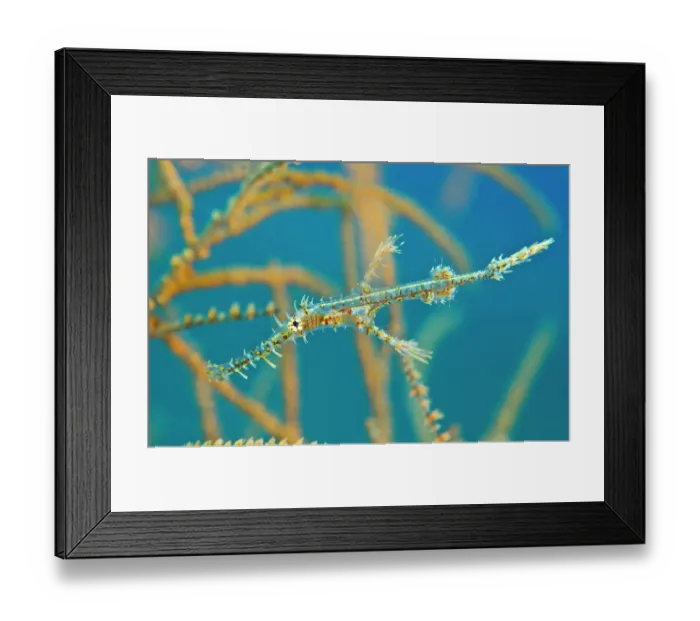 Framed Print : Ornate ghost pipefish (Solenostomus paradoxus) young hides amongst the branches of a black coral bush (Antipathes sp) Sangeang Island, Sumbawa, Indonesia, Flores Sea Framed Print : Ornate ghost pipefish (Solenostomus paradoxus) young hides amongst the branches of a black coral bush (Antipathes sp) Sangeang Island, Sumbawa, Indonesia, Flores Sea