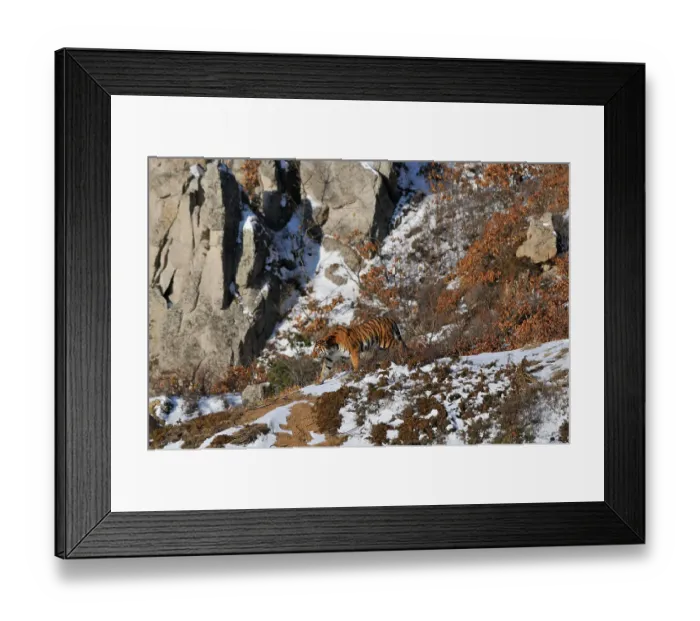 Framed Print : Amur / Siberian Tiger (Panthera tigris altaica) female in the wild, on a hillside, Lazovskiy zapovednik / Lazo Reserve protected area, Primorskiy krai, Far Eastern Russia, February 2012 Framed Print : Amur / Siberian Tiger (Panthera tigris altaica) female in the wild, on a hillside, Lazovskiy zapovednik / Lazo Reserve protected area, Primorskiy krai, Far Eastern Russia, February 2012