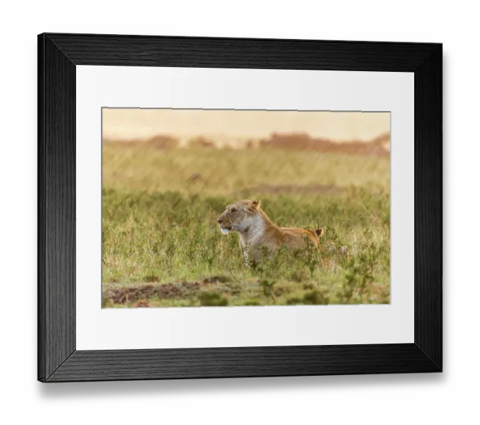 Framed Print : Lioness (Panthera leo) and cubs in rain, Masai Mara Game Reserve, Kenya, September Framed Print : Lioness (Panthera leo) and cubs in rain, Masai Mara Game Reserve, Kenya, September