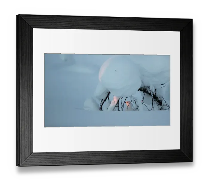 Framed Print : Willow grouse (Lagopus lagopus) camouflaged against snow, Inari, Kiilopaa, Finland, February Framed Print : Willow grouse (Lagopus lagopus) camouflaged against snow, Inari, Kiilopaa, Finland, February