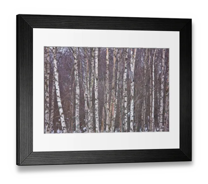 Framed Print : Great grey owl (Strix nebulosa) camouflaged in birch woodland, Finland, March Framed Print : Great grey owl (Strix nebulosa) camouflaged in birch woodland, Finland, March
