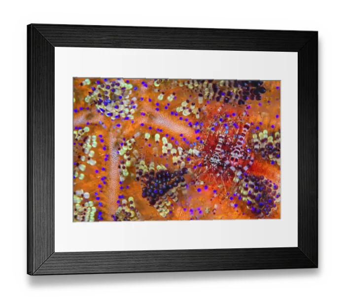 Framed Print : Pair of Coleman shrimps (Periclimenes colemani) living in a fire urchin (Asthenosoma varium). The female is the larger shrimp. Fire urchins are one of the largest and most venomous urchins, their bright colours a warning of their toxicity Framed Print : Pair of Coleman shrimps (Periclimenes colemani) living in a fire urchin (Asthenosoma varium). The female is the larger shrimp. Fire urchins are one of the largest and most venomous urchins, their bright colours a warning of their toxicity