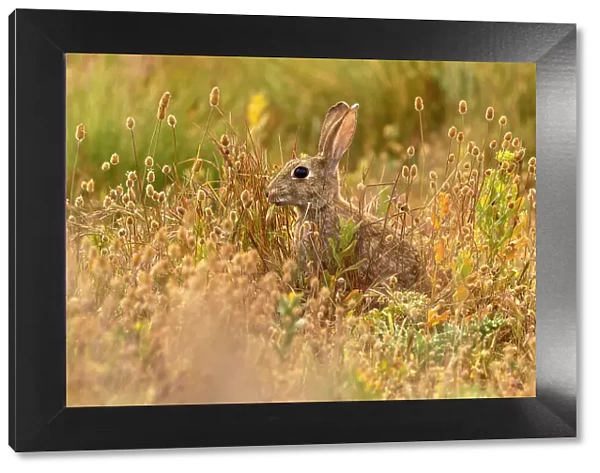 European rabbit (Oryctolagus cuniculus) in steppe habitat. Alfaro, La Rioja, Spain. Endangered species
