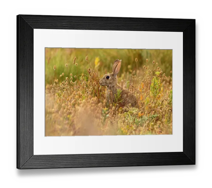 Framed Print : European rabbit (Oryctolagus cuniculus) in steppe habitat. Alfaro, La Rioja, Spain. Endangered species Framed Print : European rabbit (Oryctolagus cuniculus) in steppe habitat. Alfaro, La Rioja, Spain. Endangered species