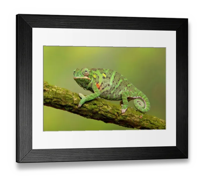 Framed Print : Minor's chameleon (Furcifer minor) on tree branch, Madagascar Framed Print : Minor's chameleon (Furcifer minor) on tree branch, Madagascar