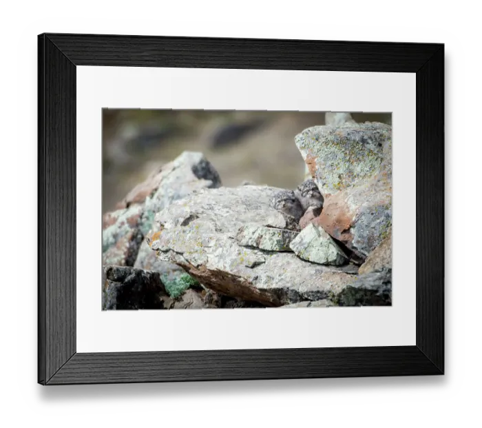 Framed Print : Two Pallas's cat (Otocolobus manul) kittens waiting at their den for their mother to return from hunting, Mongolia, June, 2017. Filmed for BBC series Big Cats Framed Print : Two Pallas's cat (Otocolobus manul) kittens waiting at their den for their mother to return from hunting, Mongolia, June, 2017. Filmed for BBC series Big Cats