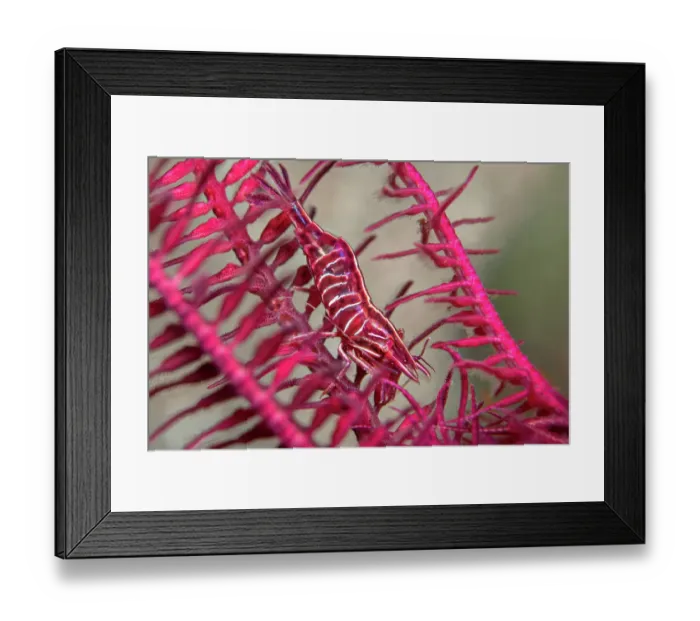 Framed Print : Deep red Feather star shrimp (Hippolyte prideauxiana) crawling secretly amongst the arms of a Feather star (Antedon bifida), Loch Duich, Highands, Scotland, UK Framed Print : Deep red Feather star shrimp (Hippolyte prideauxiana) crawling secretly amongst the arms of a Feather star (Antedon bifida), Loch Duich, Highands, Scotland, UK