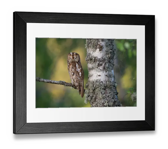 Framed Print : Tawny owl (Strix aluco) roosting in Silver birch (Betula pendula) tree in daytime, Cairngorms National Park, Scotland, UK