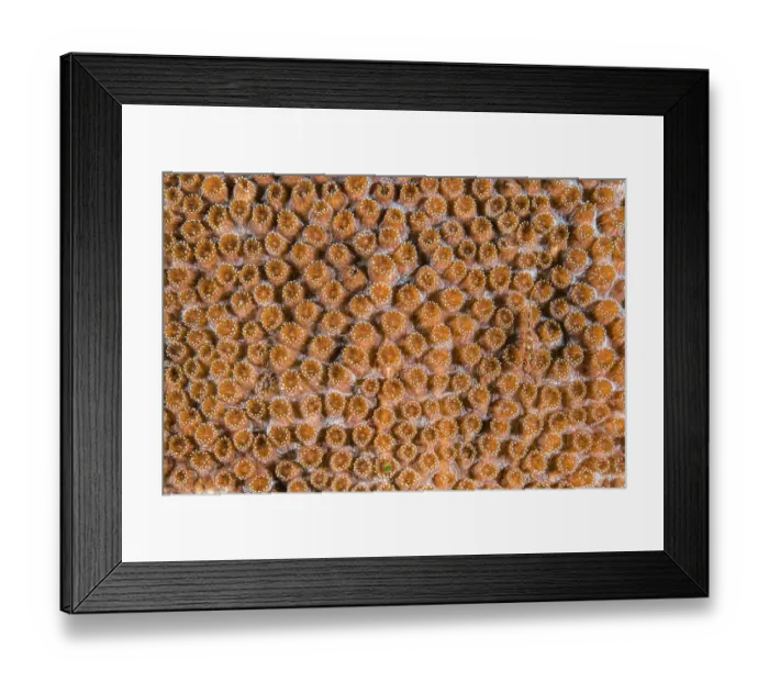 Framed Print : Common ghostgoby (Pleurosicya mossambica) camouflaged on a hard coral colony (Plesiastrea sp. ), Ambon Bay, Maluku Archipelago, Indonesia. Banda Sea Framed Print : Common ghostgoby (Pleurosicya mossambica) camouflaged on a hard coral colony (Plesiastrea sp. ), Ambon Bay, Maluku Archipelago, Indonesia. Banda Sea