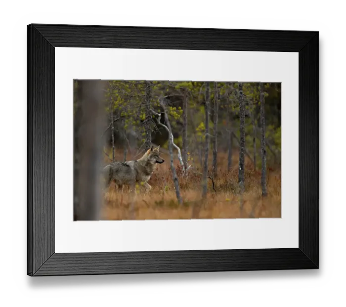 Framed Print : Wolf (Canis lupus) walking in forest, Finland. September Framed Print : Wolf (Canis lupus) walking in forest, Finland. September