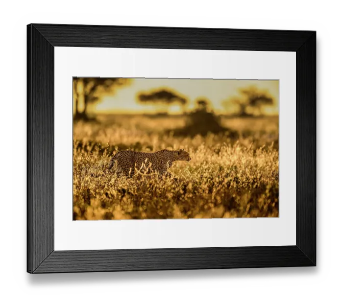 Framed Print : Cheetah (Acinonyx jubatus) female, walking through long grass at sunrise, Ndutu area, Serengeti / Ngorongoro Conservation Area, Tanzania Framed Print : Cheetah (Acinonyx jubatus) female, walking through long grass at sunrise, Ndutu area, Serengeti / Ngorongoro Conservation Area, Tanzania
