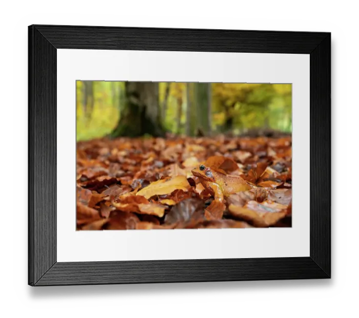 Framed Print : Agile frog (Rana dalmatina) sitting in autumn leaves on forest floor, Upper Bavaria, Germany. October Framed Print : Agile frog (Rana dalmatina) sitting in autumn leaves on forest floor, Upper Bavaria, Germany. October