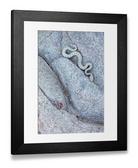 Framed Print : Santa Catalina Island rattlesnake (Crotalus catalinensis), only rattlesnake without rattle, slithering in rock. Santa Catalina Island, Loreto Bay National Park, Sea of Cortez, Mexico. May Framed Print : Santa Catalina Island rattlesnake (Crotalus catalinensis), only rattlesnake without rattle, slithering in rock. Santa Catalina Island, Loreto Bay National Park, Sea of Cortez, Mexico. May