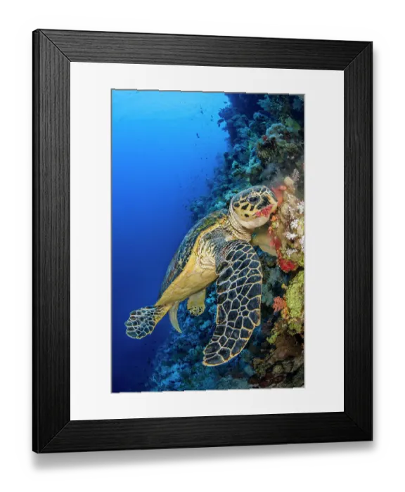 Framed Print : Hawksbill turtle (Eretmochelys imbricata) male chomps on soft coral. Jackson Reef, Sinai, Egypt. Strait of Tiran, Red Sea Framed Print : Hawksbill turtle (Eretmochelys imbricata) male chomps on soft coral. Jackson Reef, Sinai, Egypt. Strait of Tiran, Red Sea